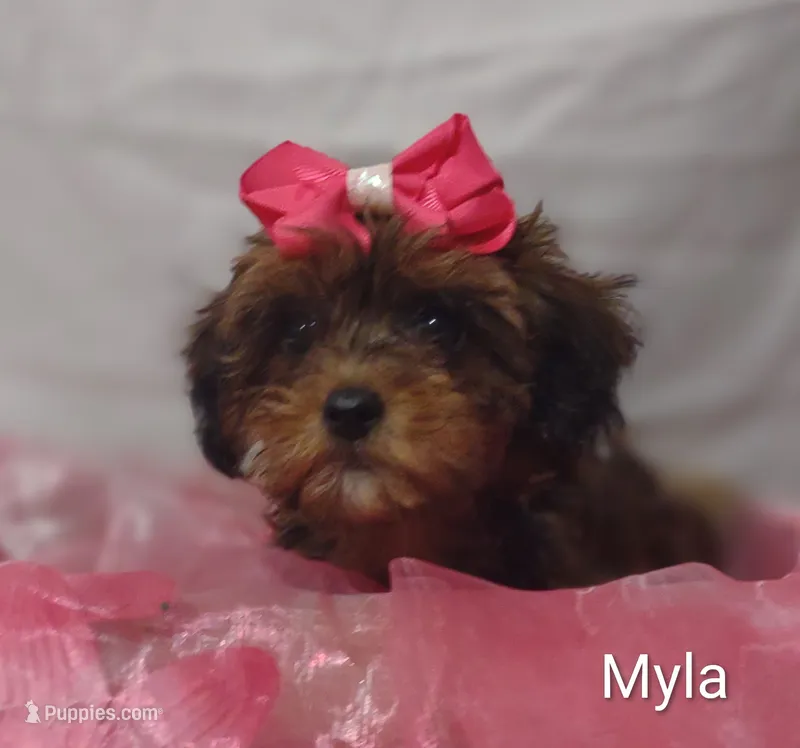 Myla – Shihpoo puppy for sale in Cadott, WI