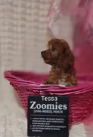 Tessa, a female Cavapoo for sale in Cadott, WI – 3 of 10