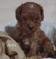 Artie , a male Cavapoo for sale in Cadott, WI – 7 of 10