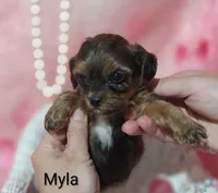 Myla, a female Shihpoo for sale in Cadott, WI – 3 of 10