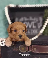 Tanner , a male Cavapoo for sale in Cadott, WI – 8 of 10