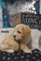 Neely , a male Cavachon for sale in Cadott, WI – 4 of 10