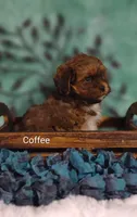 Coffee , a male Shih Tzu for sale in Cadott, WI – 10 of 10