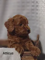 Atticus , a male Cavapoo for sale in Cadott, WI – 2 of 9
