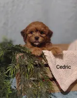 Cedric , a male Shih Tzu for sale in Cadott, WI – 4 of 8