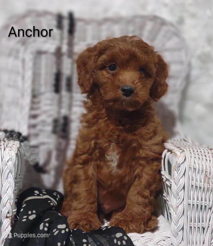 Anchor  – Cavapoo puppy for sale in Cadott, WI