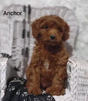 Anchor , a male Cavapoo for sale in Cadott, WI – 2 of 10