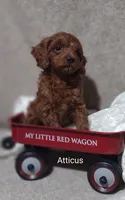 Atticus , a male Cavapoo for sale in Cadott, WI – 4 of 9