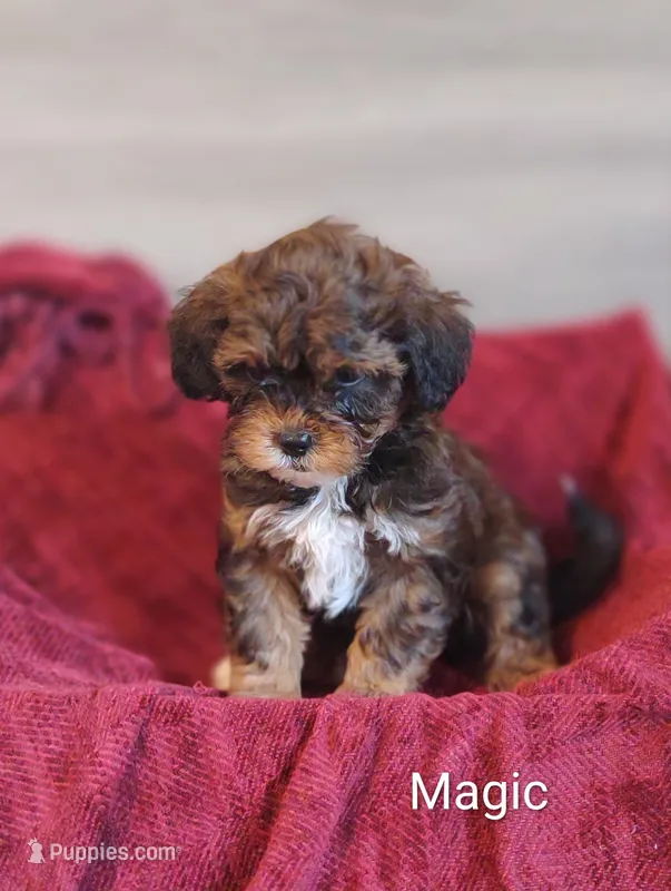 Magic  – Shihpoo puppy for sale in Cadott, WI