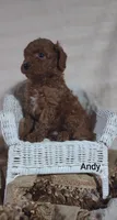 Andy, a male Cavapoo for sale in Cadott, WI – 10 of 10