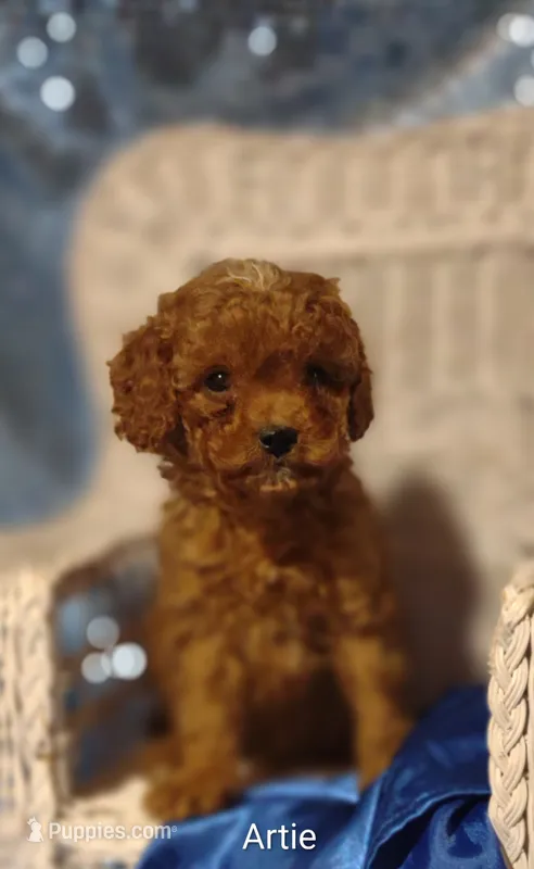 Artie  – Cavapoo puppy for sale in Cadott, WI