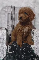 Alec, a male Cavapoo for sale in Cadott, WI – 7 of 10