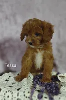Tessa, a female Cavapoo for sale in Cadott, WI – 9 of 10