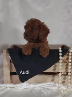 Audi , a male Cavapoo for sale in Cadott, WI – 5 of 10