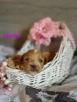Marlee , a female Shihpoo for sale in Cadott, WI – 8 of 10