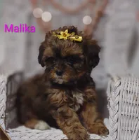 Malika , a female Shihpoo for sale in Cadott, WI – 7 of 10