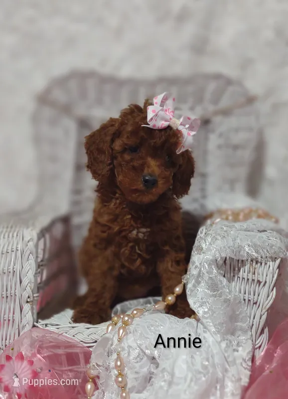 Annie  – Cavapoo puppy for sale in Cadott, WI