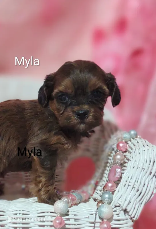 Myla – Shihpoo puppy for sale in Cadott, WI