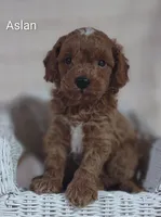 Aslan , a male Cavapoo for sale in Cadott, WI – 9 of 10