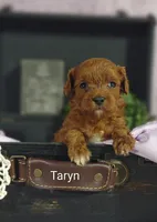 Taryn , a female Cavapoo for sale in Cadott, WI – 7 of 8