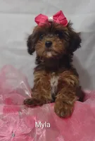 Myla, a female Shihpoo for sale in Cadott, WI – 3 of 10