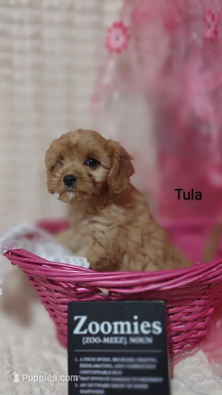 Tula – Cavapoo puppy for sale in Cadott, WI