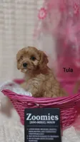 Tula, a female Cavapoo for sale in Cadott, WI – 1 of 10