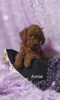 Annie , a male Cavapoo for sale in Cadott, WI – 9 of 10