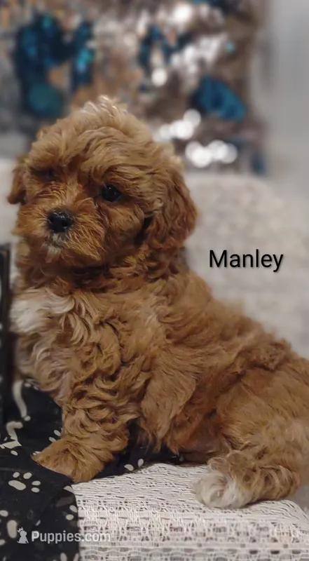 Manley  – Shihpoo puppy for sale in Cadott, WI