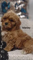 Manley , a male Shihpoo for sale in Cadott, WI – 2 of 10
