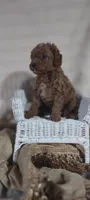 Alec, a male Cavapoo for sale in Cadott, WI – 9 of 10