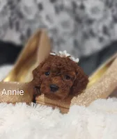 Annie , a male Cavapoo for sale in Cadott, WI – 3 of 10