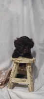 Mario , a male Shihpoo for sale in Cadott, WI – 5 of 10