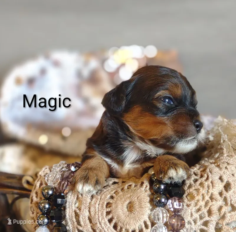 Magic  – Shihpoo puppy for sale in Cadott, WI