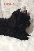 Cassie , a female Shih Tzu for sale in Cadott, WI – 9 of 10
