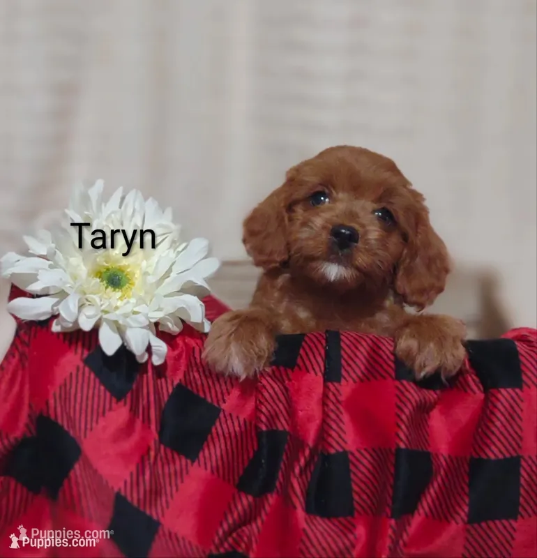 Taryn  – Cavapoo puppy for sale in Cadott, WI