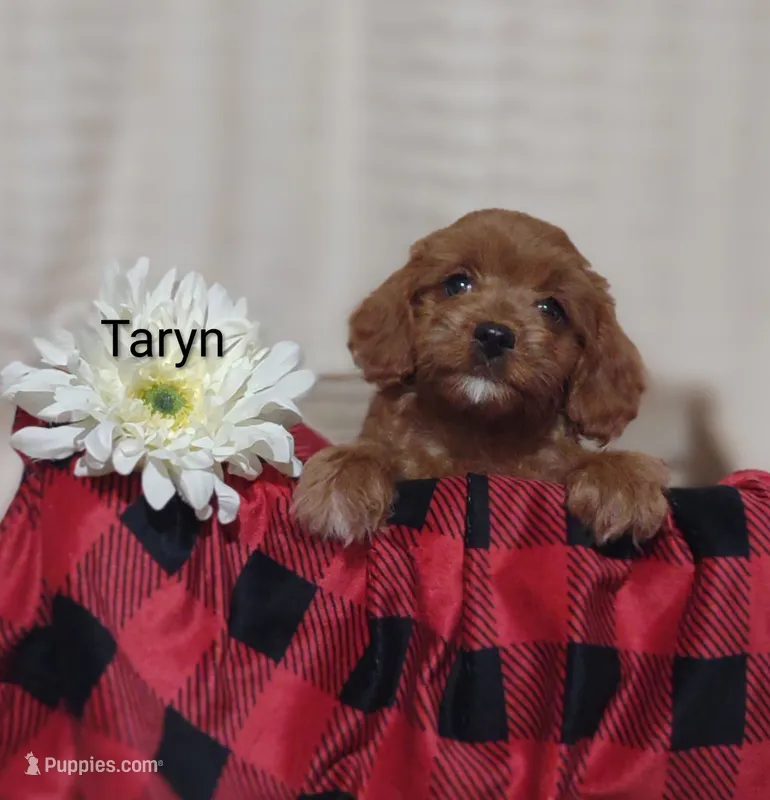 Taryn  – Cavapoo puppy for sale in Cadott, WI