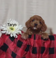 Taryn , a female Cavapoo for sale in Cadott, WI – 1 of 10