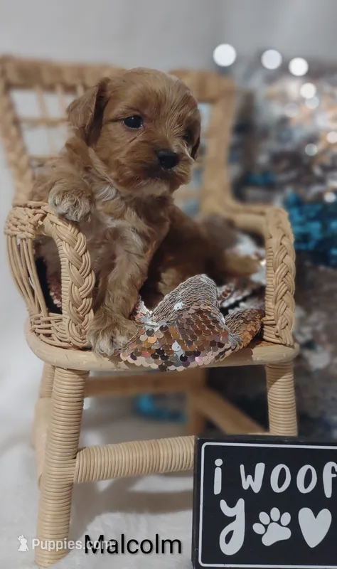 Malcolm  – Shihpoo puppy for sale in Cadott, WI