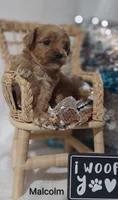 Malcolm , a male Shihpoo for sale in Cadott, WI – 1 of 9