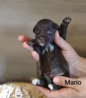 Mario , a male Shihpoo for sale in Cadott, WI – 2 of 6