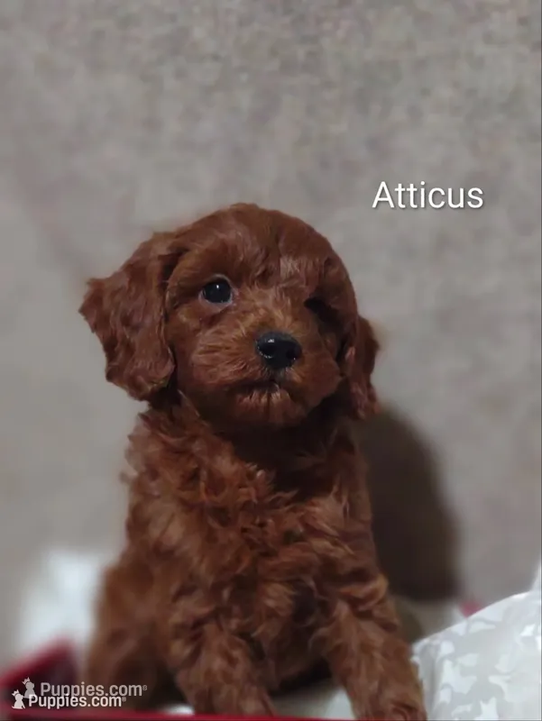 Atticus  – Cavapoo puppy for sale in Cadott, WI