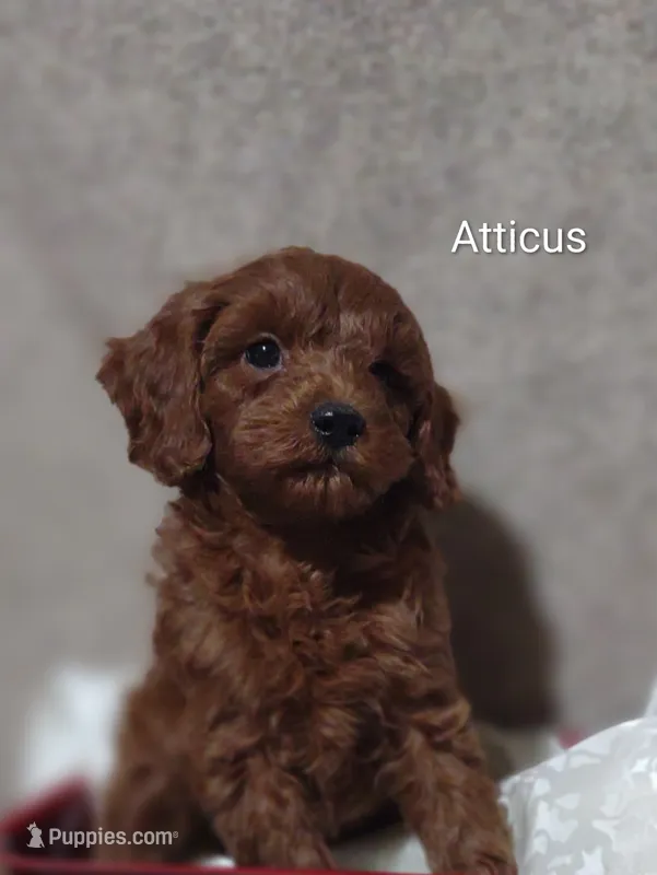 Atticus  – Cavapoo puppy for sale in Cadott, WI