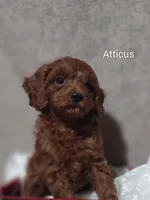 Atticus , a male Cavapoo for sale in Cadott, WI – 5 of 9