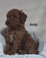 Andy, a male Cavapoo for sale in Cadott, WI – 2 of 10