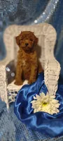 Ajay, a male Cavapoo for sale in Cadott, WI – 6 of 9