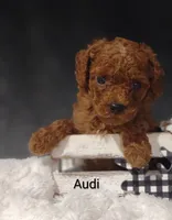 Audi , a male Cavapoo for sale in Cadott, WI – 2 of 10
