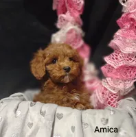 Amica, a female Cavapoo for sale in Cadott, WI – Photo 5 of 10