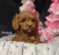 Amica, a female Cavapoo for sale in Cadott, WI – Photo 3 of 10