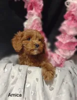 Amica, a female Cavapoo for sale in Cadott, WI – Photo 9 of 10